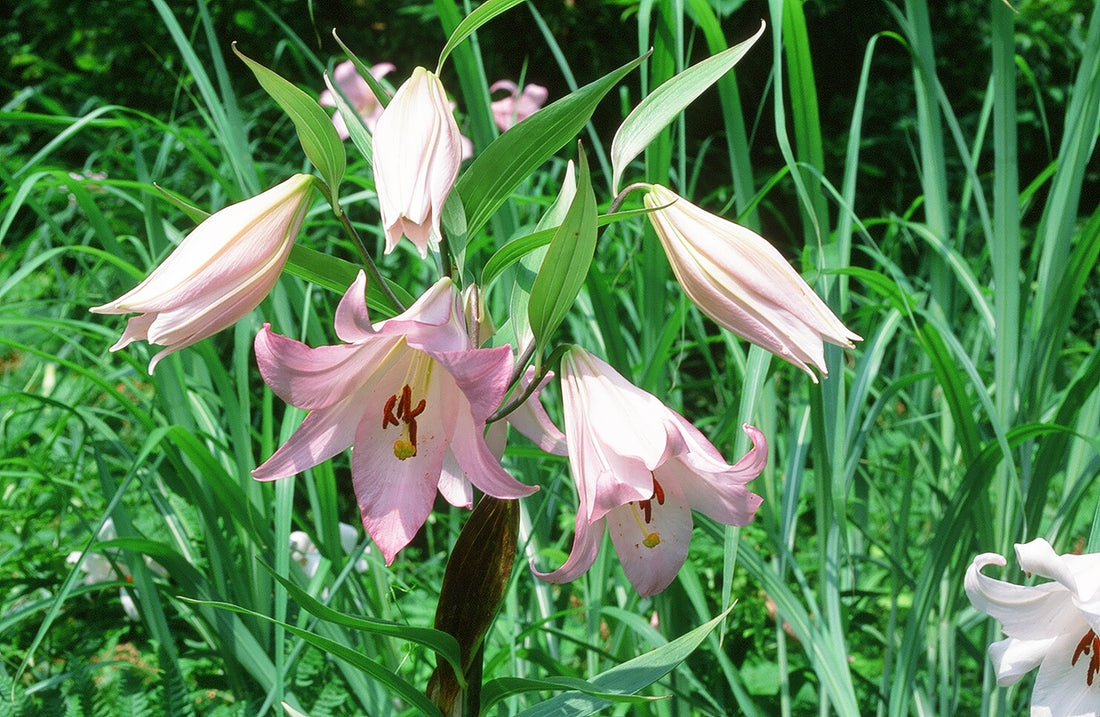 お知らせ ユリ球根販売について