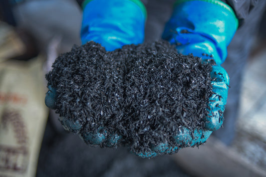 トマトの育て方　養液隔離栽培　もみ殻くん炭の活用による循環型農業への取り組み　新潟県糸魚川市