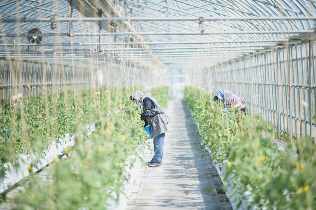 トマトができるまで　赤くなるまでにどんな手間があるのか