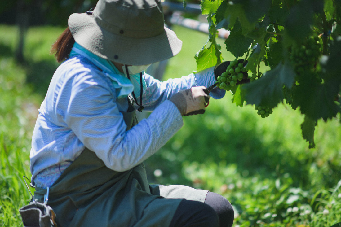 ぶどうができるまで　お家でも美味しいぶどうが作れます