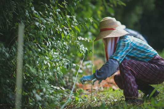 米づくり 88の手間　その44　電気柵設置　イノシシとの闘い