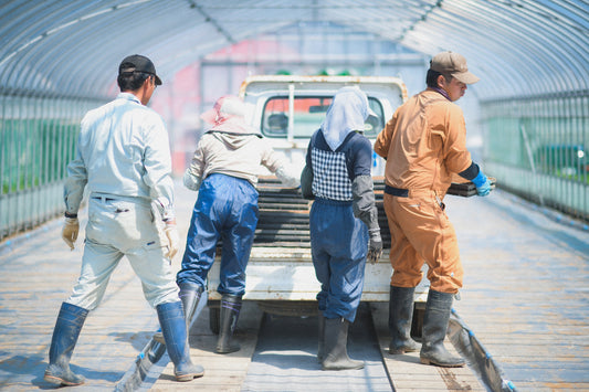 米づくり 88の手間 　その10　すじまき 稲の種まき