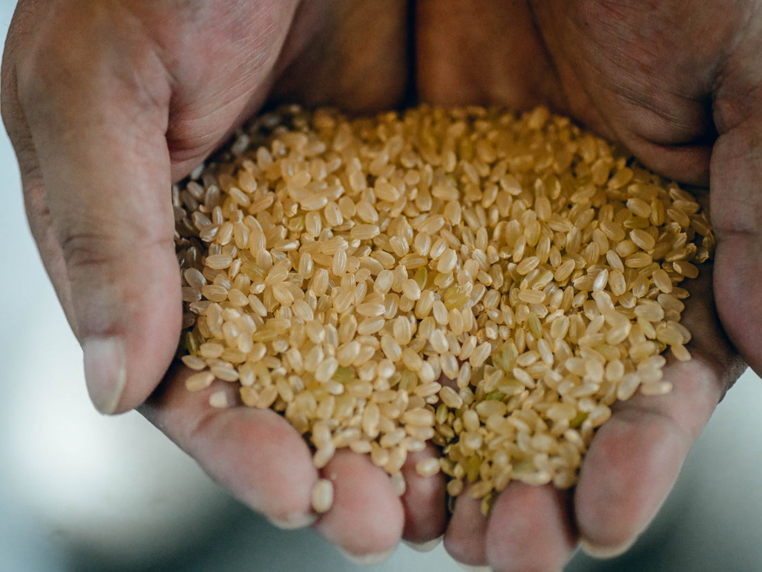 新潟県産コシヒカリの一等米比率が低下！？　等級による食味の違いはあるのか