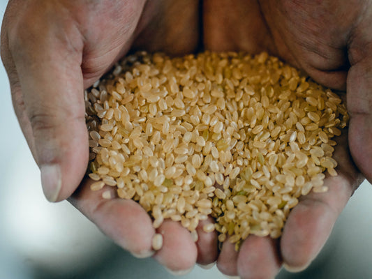 新潟県産コシヒカリの一等米比率が低下！？　等級による食味の違いはあるのか