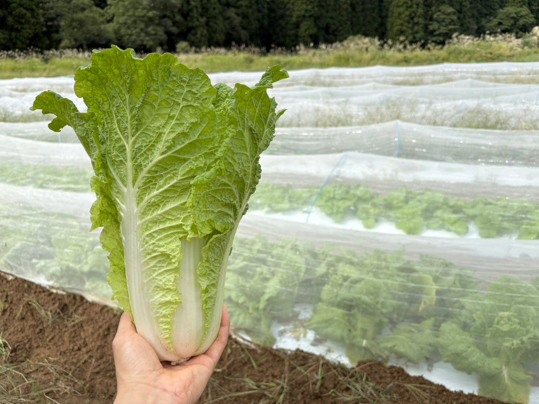 あぐり通信 Vol.22（2025.10.15）