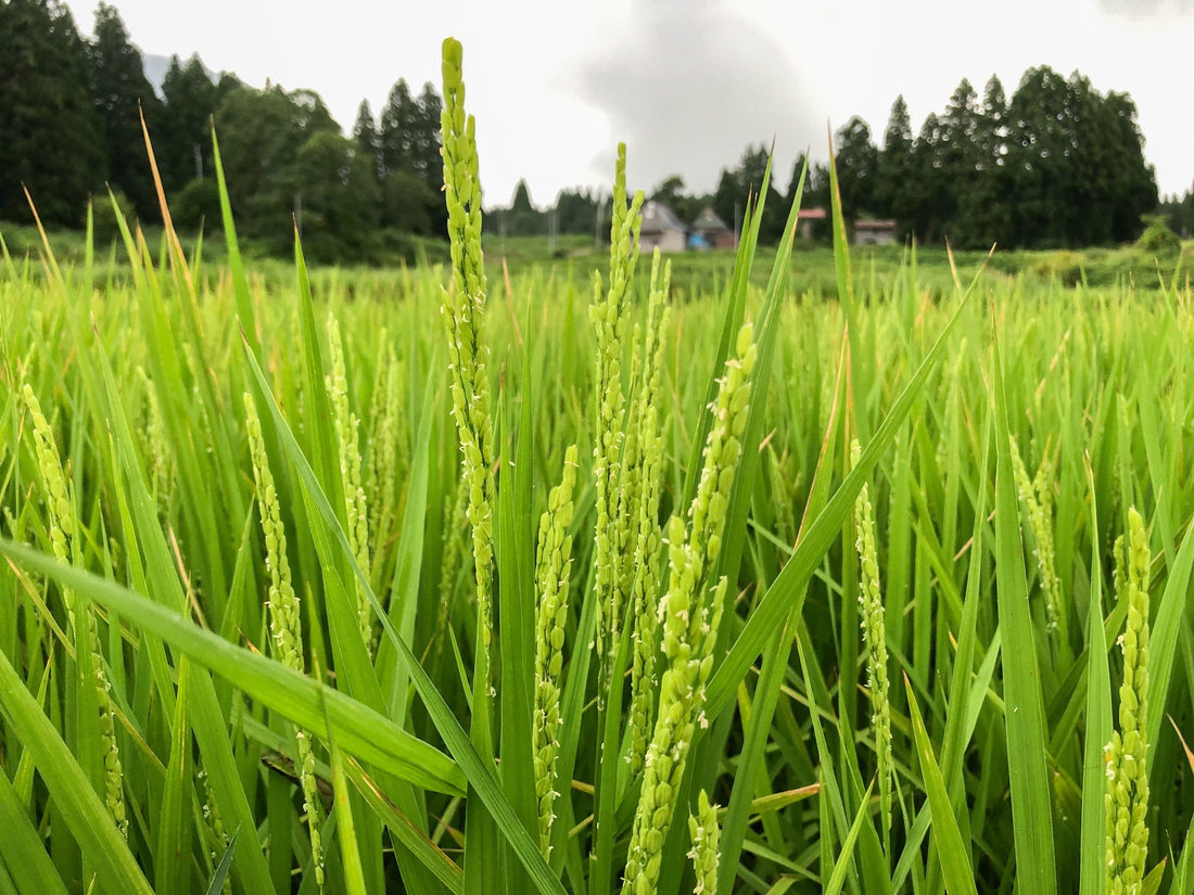 あぐり通信 Vol.03 （2024.03.15）