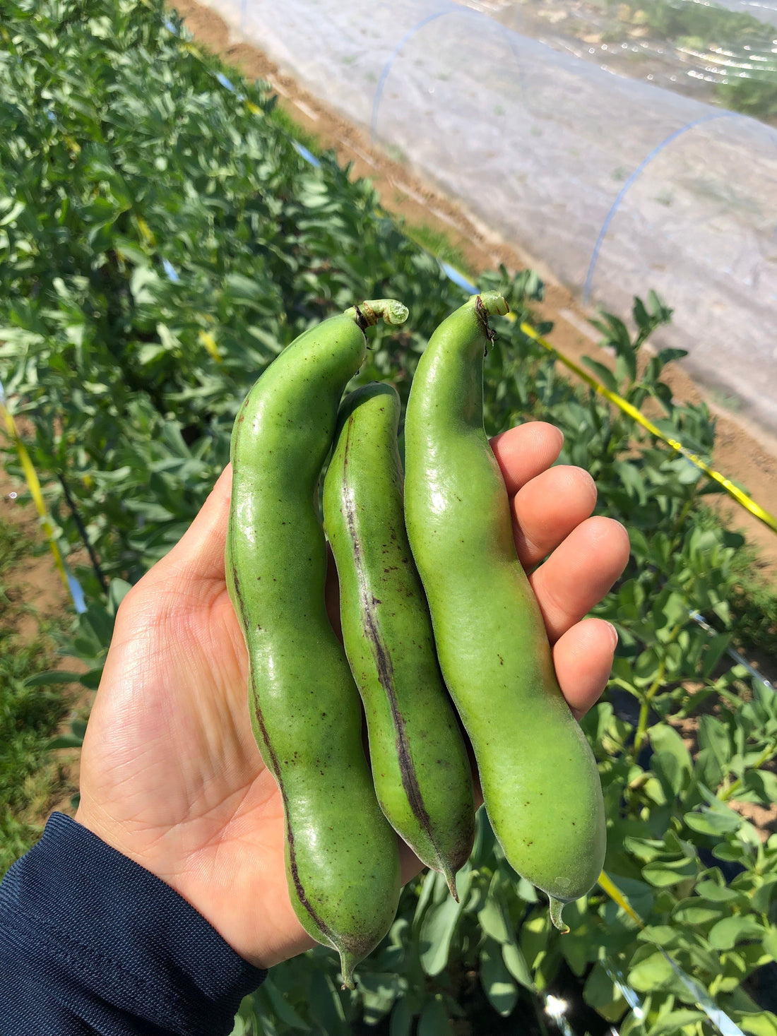 あぐり通信 Vol.07（2024.07.12）