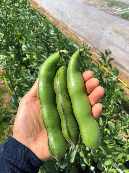 あぐり通信 Vol.07（2024.07.12）