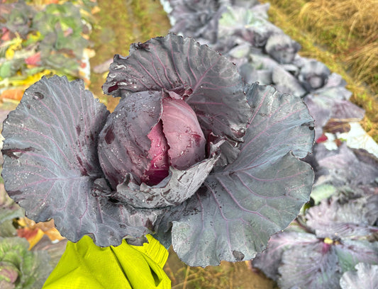 あぐり通信 Vol.24（2025.12.15）