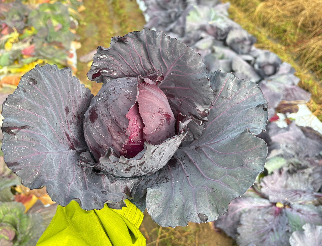 あぐり通信 Vol.24（2025.12.15）