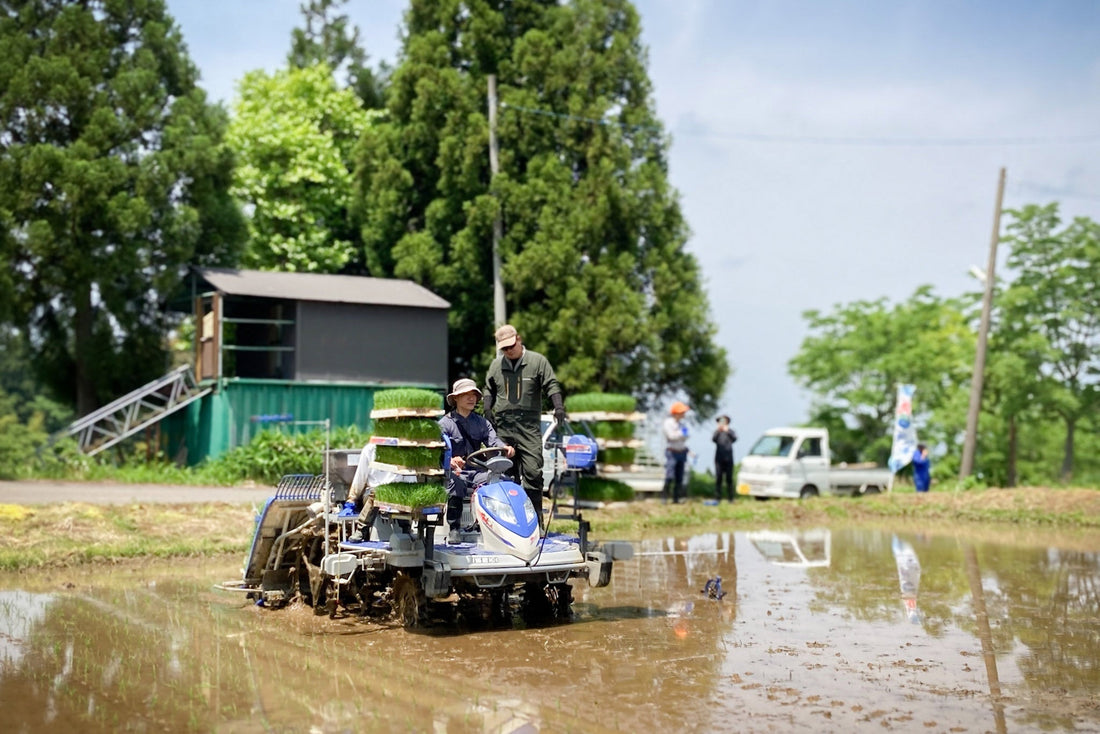 募集終了しました！ 田植え体験