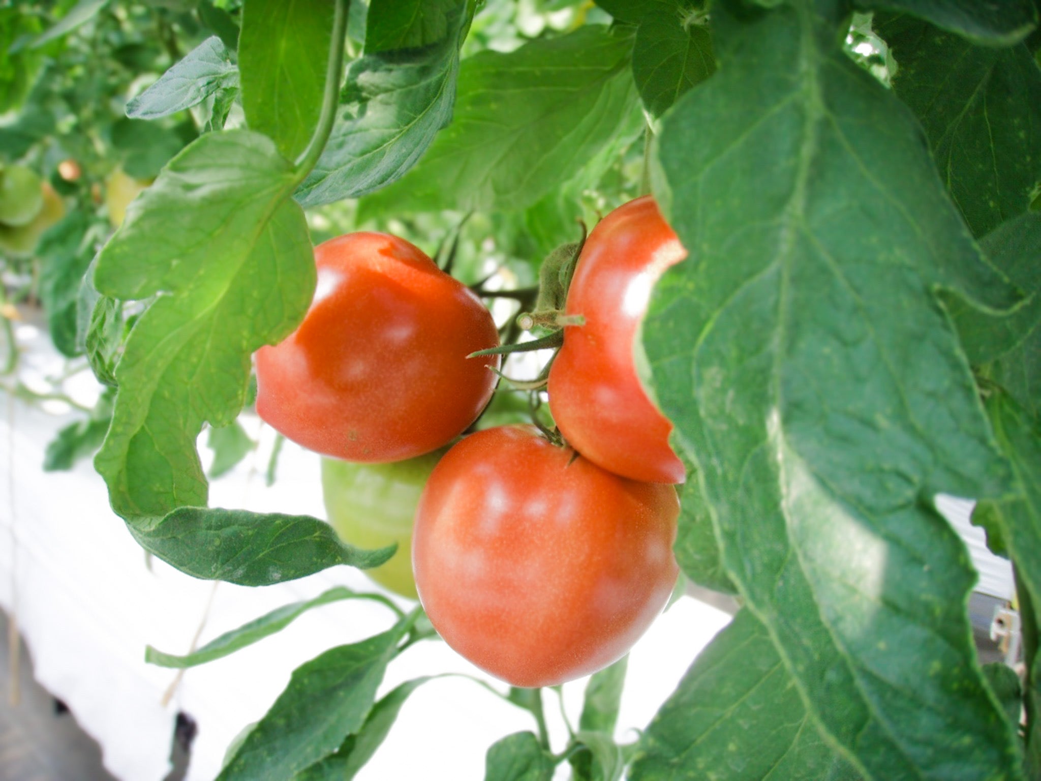 樹上完熟トマトジュース 大農｜あぐりいといがわ – agri-itoigawa