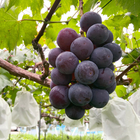 新潟県糸魚川産ぶどう