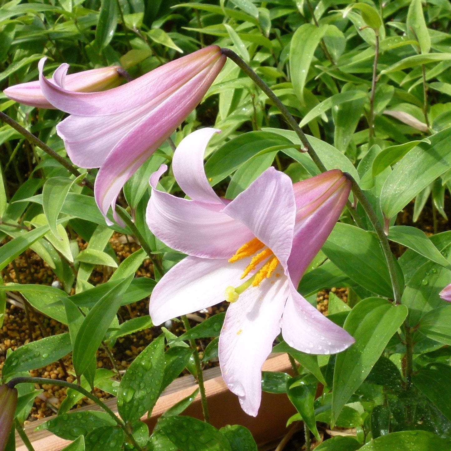 オトメユリ球根