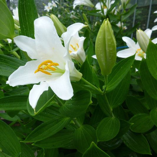 タモトユリ球根